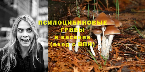 ГАЛЛЮЦИНОГЕННЫЕ ГРИБЫ Аркадак